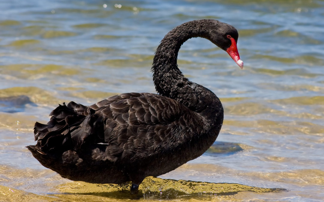 How To Ride A Black Swan