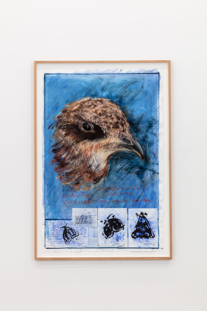 Observation: Common Swift, Apus Apus. Consumes 20,000 insects per day