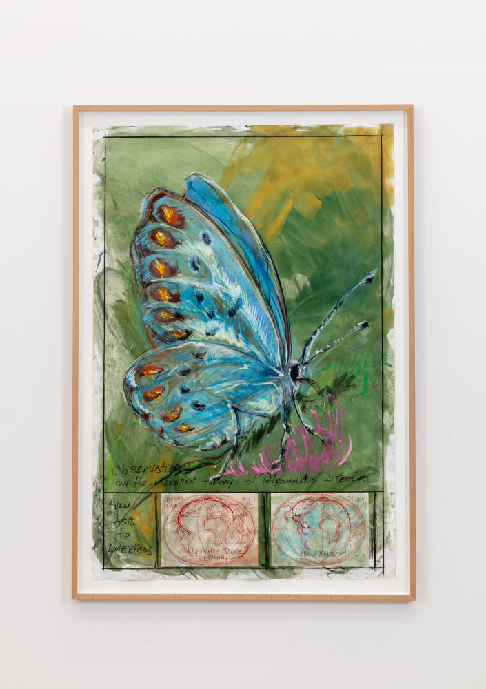 Observation on the Migration Theory of Polyommatus Butterflies