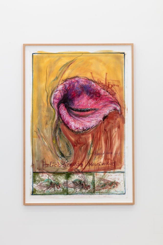 Helicodiceros Muscivorus, Dead Horse Lily