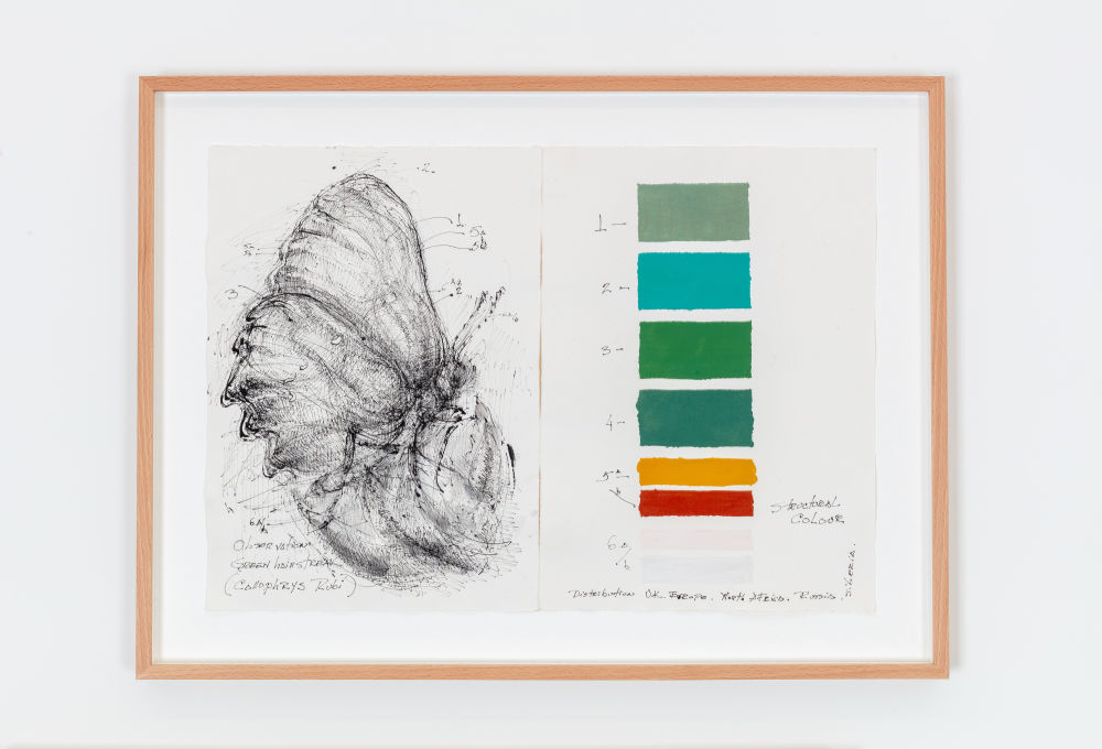 Observation: Green Hairstreak (diptych)