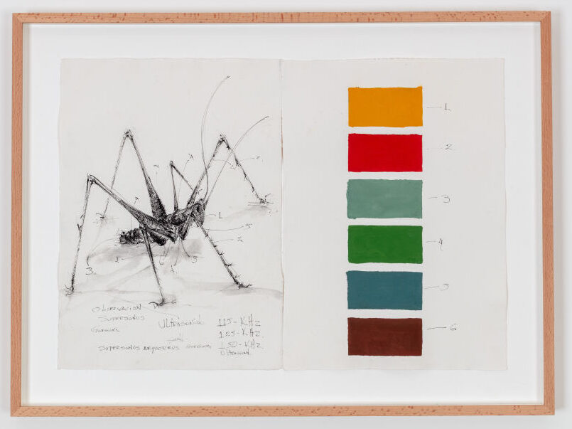 Observation: Supersonus Gorgona (diptych)