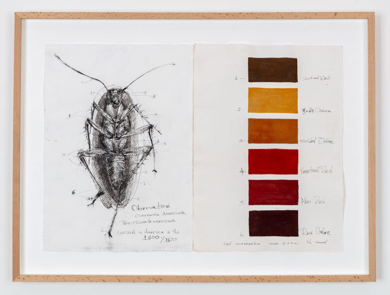 Observation: Cucaracha Americana (diptych)