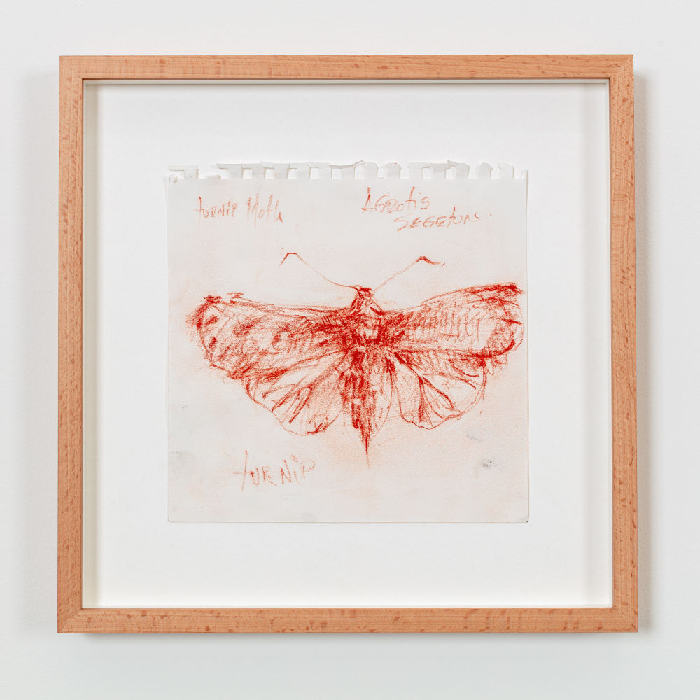 Observation: Turnip Moth