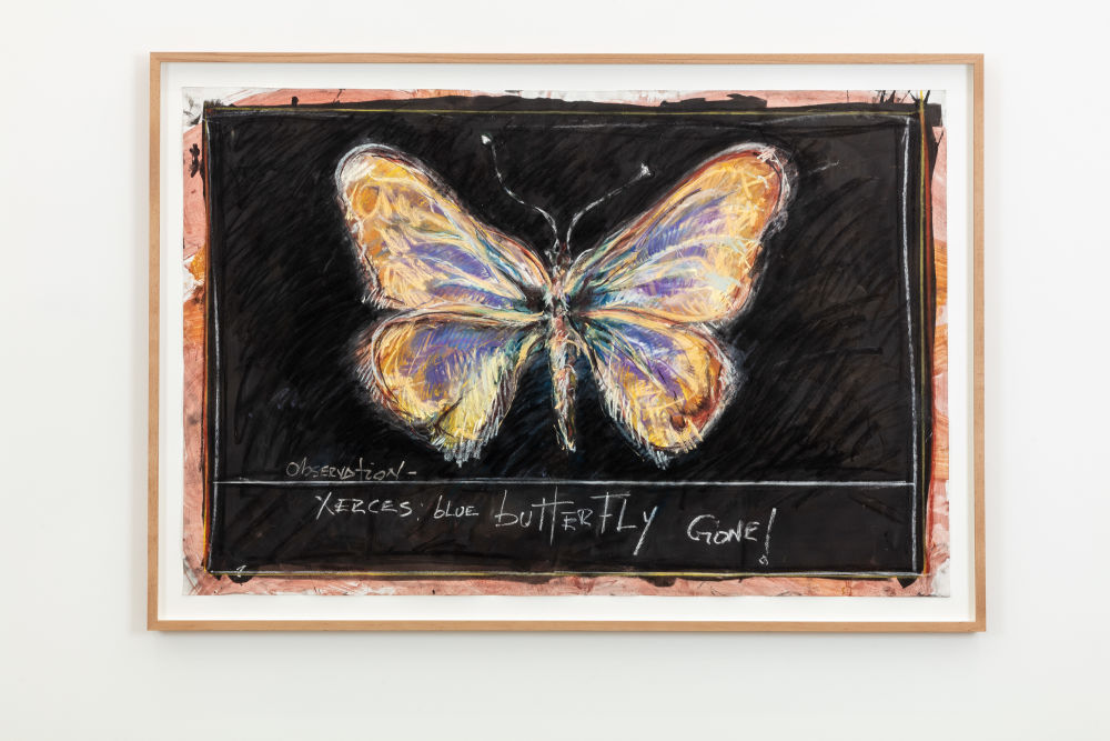 Observation: Xerces Blue Butterfly - Gone!