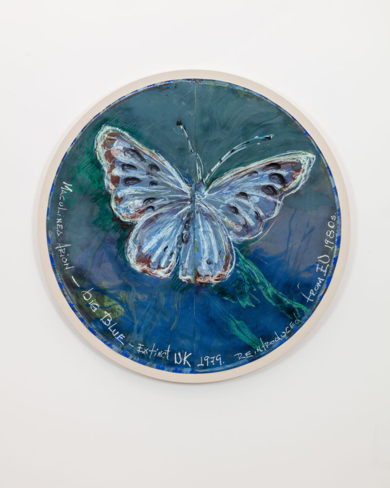 Maculinea Arion - Big Blue - Extinct UK 1979. Reintroduced from EU 1980s (rondo)